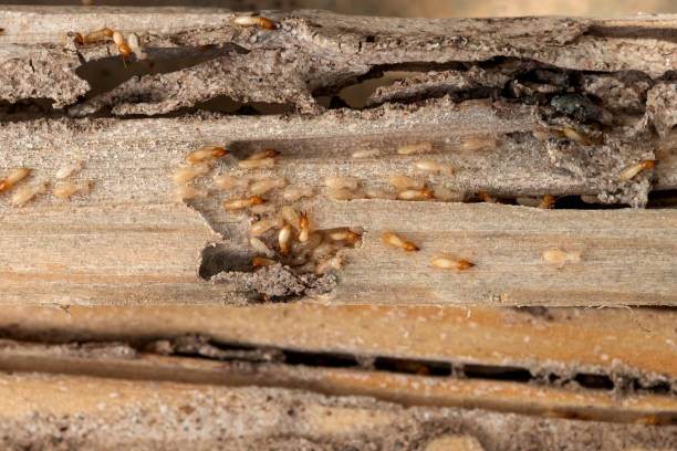 Trusted Winchester, MO Pest Control Experts